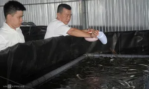 Nuôi cá chình trong bể lọc tuần hoàn để xuất đi Nhật Nuôi cá chình trong bể lọc tuần hoàn để xuất đi Nhật