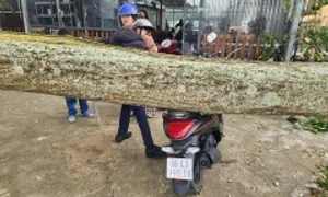 Cây đổ đè xe máy ở Đà Lạt